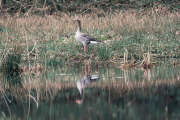 Greylag goose standing in grass at edge of pond.