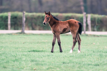 Adorable foal standing in spring meadow.