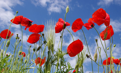 Obraz premium Red poppies on field