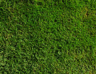 Fototapeta premium Background of a green grass