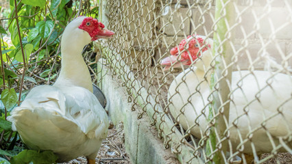 Mandarin duck at countryside