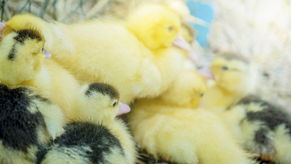 little yellow ducks,Selective focus