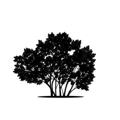 silhouette bush with leaves and shadow