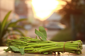 Chinese morning glory with morning light.