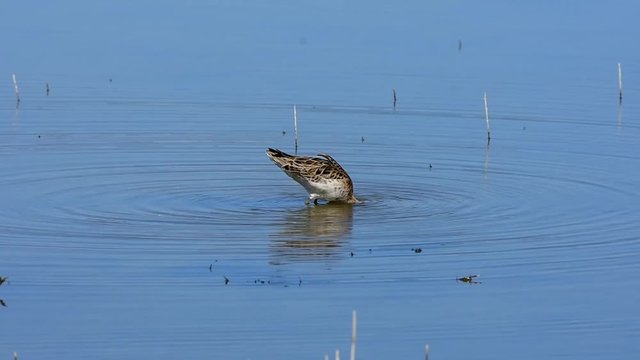 common snipe bird in Albufera nature reserve on island Majorca