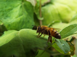 ミツバチ honeybee