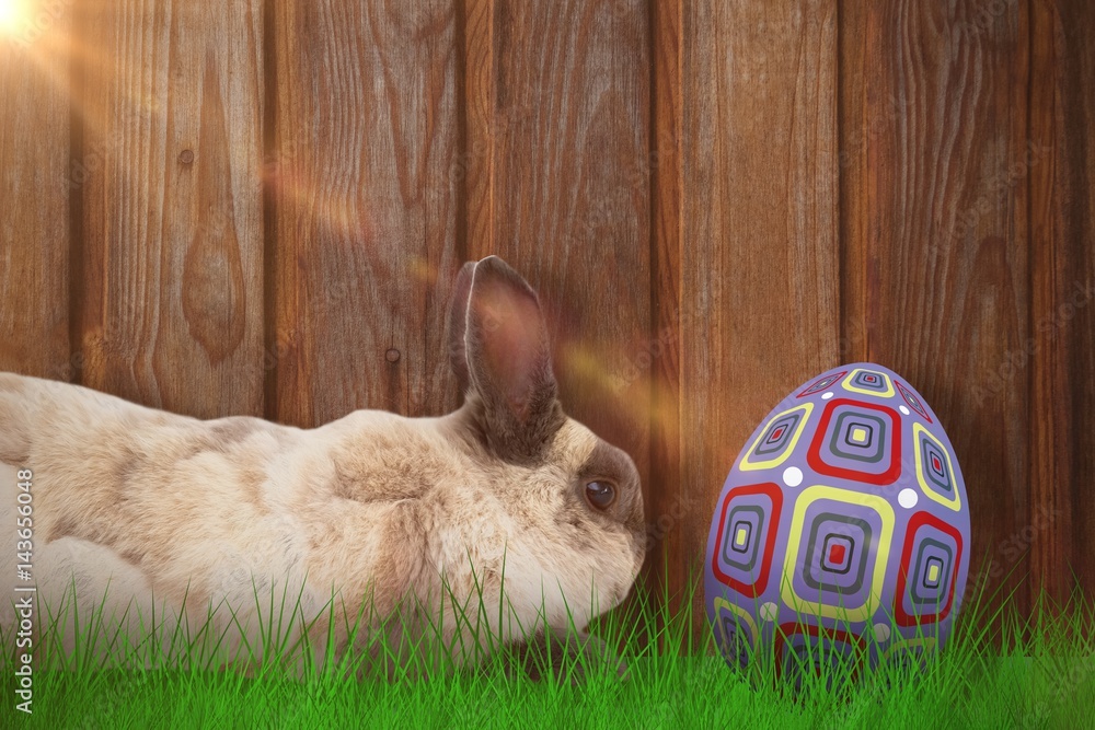 Poster composite image of side view of rabbit sitting
