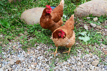 Hens in the yard.