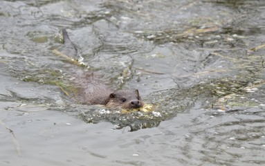 Otter