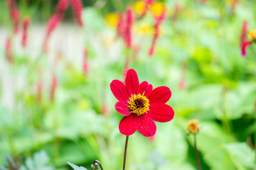 Red flower on green blurry background