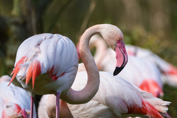 Flamingo in the water