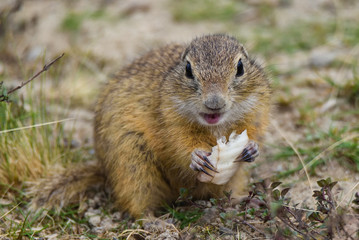 Naklejka na ściany i meble Ground squirrel when eating
