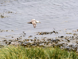 Fototapeta na wymiar Southern Giant Petrel, Macronectes giganteus, in flight, Sea Lion, Falkland Islands