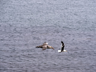 Southern Giant Petrel, Macronectes giganteus, in flight, Sea Lion, Falkland Islands