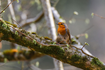 Robin on branch