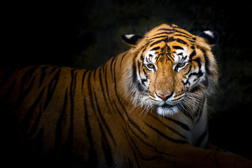 Fototapeta na wymiar Tigers.