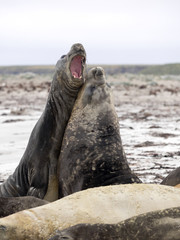  duel between two male South Elephant Seal, Mirounga leonina, Sea Lion Island, Falkland  - Malvinas