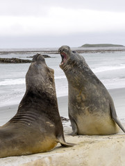 Fototapeta premium duel between two male South Elephant Seal, Mirounga leonina, Sea Lion Island, Falkland - Malvinas