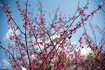  Thailand Sakura flower(pink flower) on branches of trees on blue sky background 