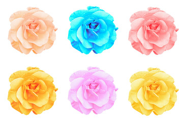 Fototapeta na wymiar Pack of colored tender rose flowers macro isolated on white
