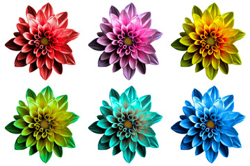 Pack of colored Surreal dark chrome dahila flowers macro isolated on white