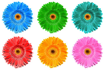 Pack of colored gerbera flowers macro isolated on white