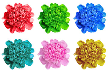 Pack of colored wet peony flowers macro isolated on white