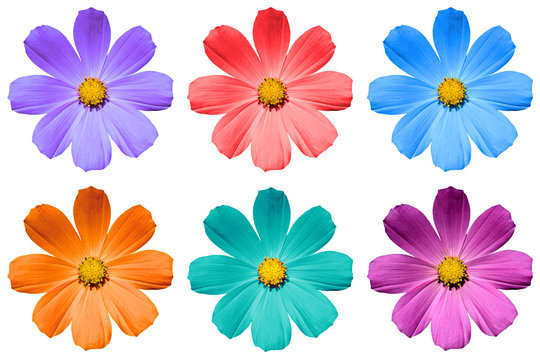 Pack of colored Primulf flowers isolated on white