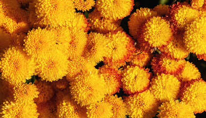 Background of yellow flowers. Many chrysanthemum flowers. Floral background.