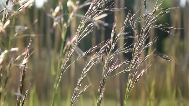Gr&auml;ser im Wind
