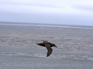 Southern Giant Petrel, Macronectes giganteus, in flight, Sea Lion, Falkland Islands