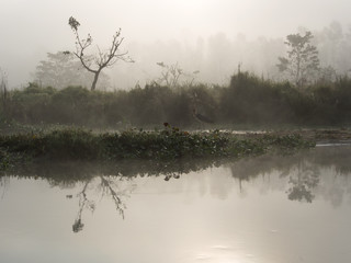 Foggy morning at river in Chitwan Park, Nepal. 