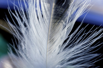 Feather birds close-up. Macro photography.
