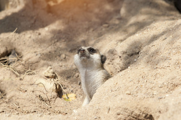 MeerKat Guarding a Cave