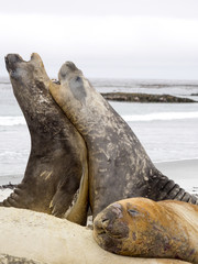  duel between two male South Elephant Seal, Mirounga leonina, Sea Lion Island, Falkland  - Malvinas