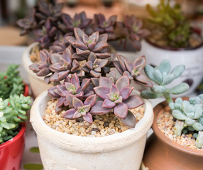  Miniature succulent plants in garden