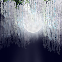 Fototapety  białe kwiaty glicynii kwitną w księżycową noc