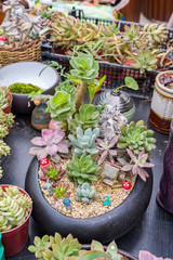  Miniature succulent plants in garden