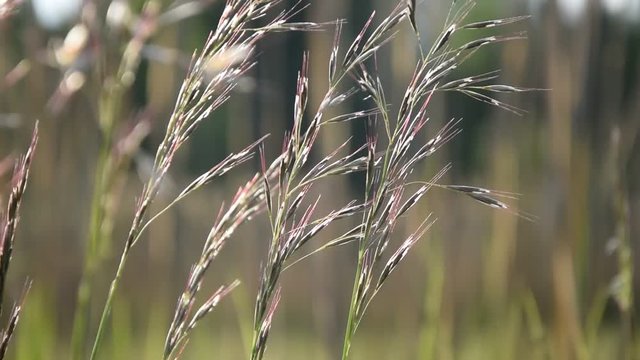 Gr&auml;ser im Wind