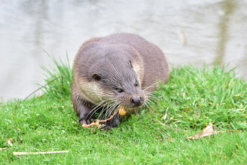 Otter