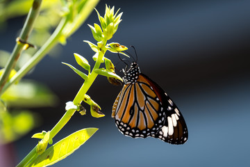 Common tiger butterfly