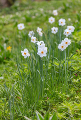 Obraz na płótnie Canvas Beautiful daffodils on sunshine in springtime