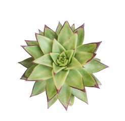 succulent top isolated on white background