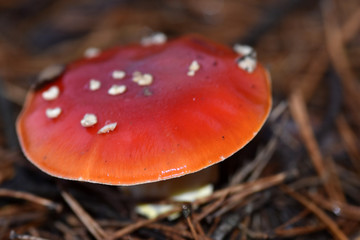 Poisonous toadstool in the forest in the Autumn. 