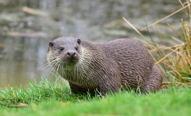 Otter