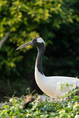 Red-Crowned crane