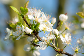 Springtime. Macro shot: Blossom of a cherry tree on a warm morning in spring.