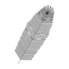 feather decorative isolated icon