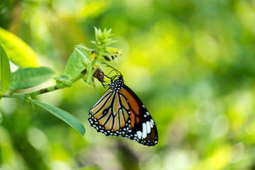 Common tiger butterfly