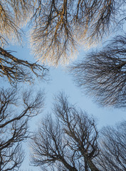 The detailed branches on the tops of the various trees against of the blue sky - Russia
